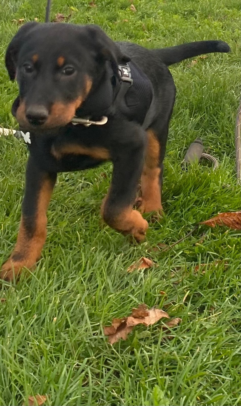 Des Feux Des Pins - Chiots disponibles - Berger de Beauce