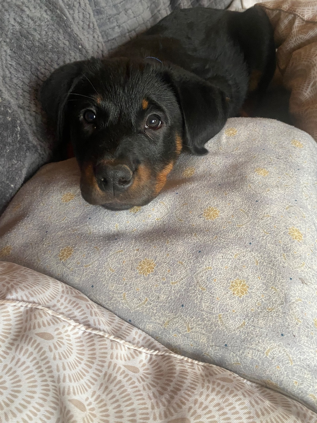 Chiot Berger de Beauce Des Feux Des Pins